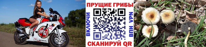 Псилоцибиновые грибы Cubensis  Благовещенск 